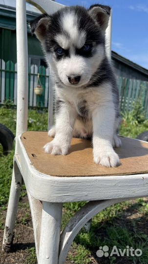 Щенки сибирской хаски