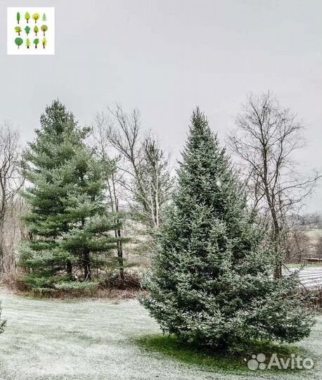 Крупномер ель