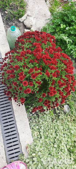 Цветы многолетник хризантема корейская мультифлора