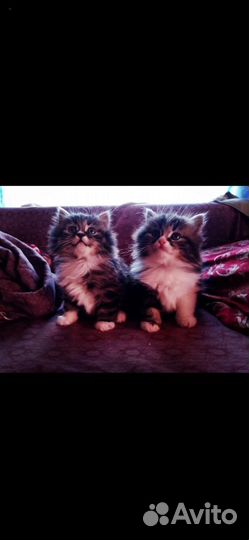 Сибирские котята