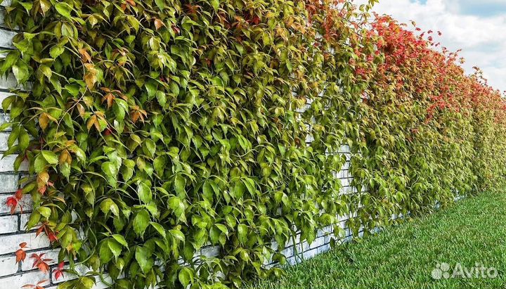 Девичий виноград (саженцы)