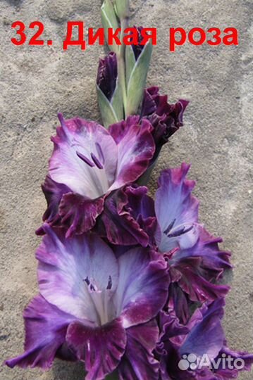 Гладиолусы луковицы №1