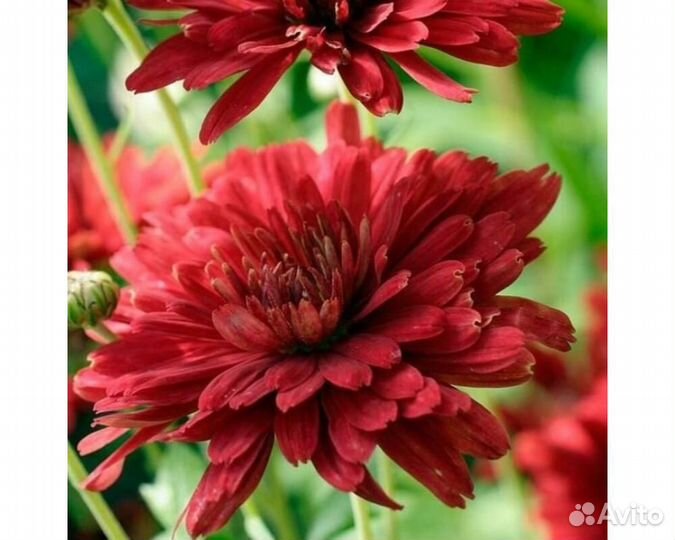 Хризантема Duchess of Edinburgh