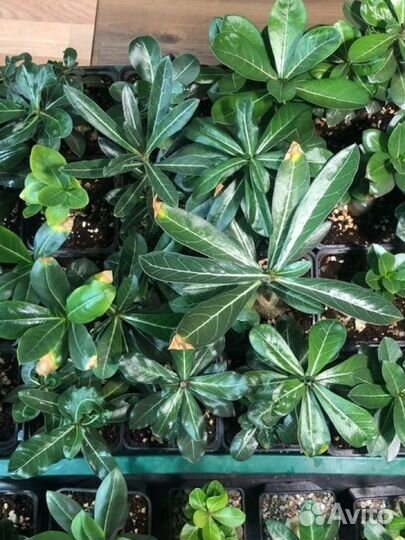 Коллекция адениумов