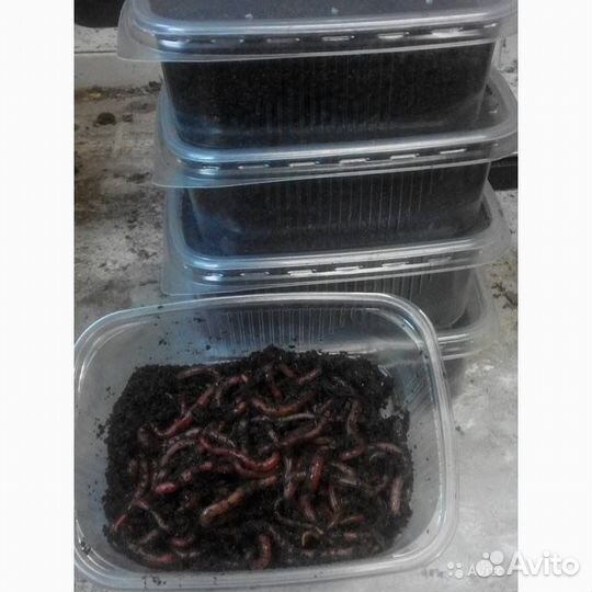 Черви навозные упаковка 50р Просьба писать смс