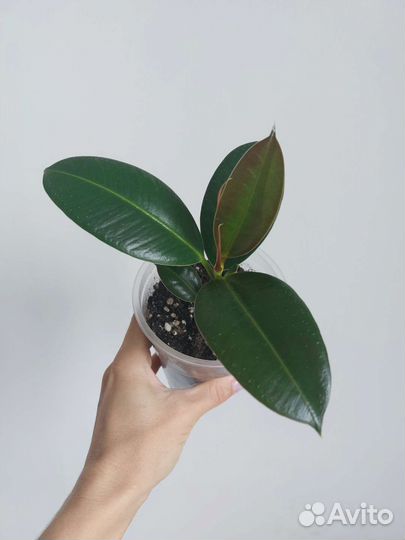 Фикус эластика