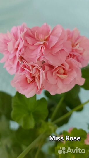 Пеларгония (герань)