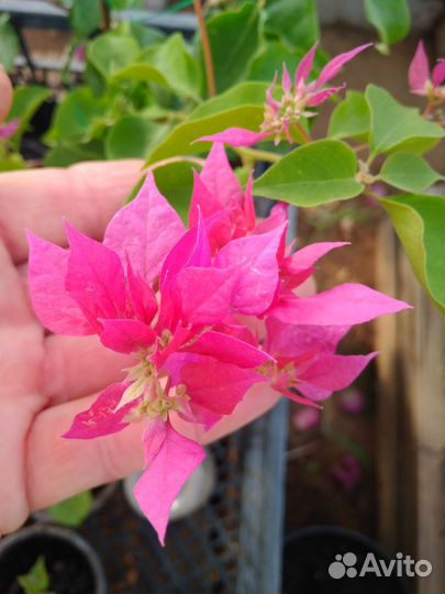 Олеандр, бугенвиллия