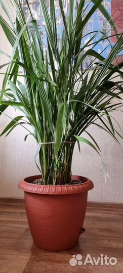 Финиковые пальмы