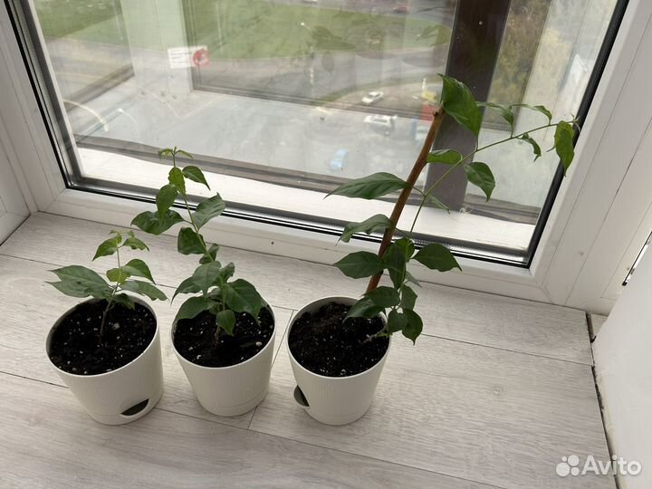 Бугенвиллия черенки