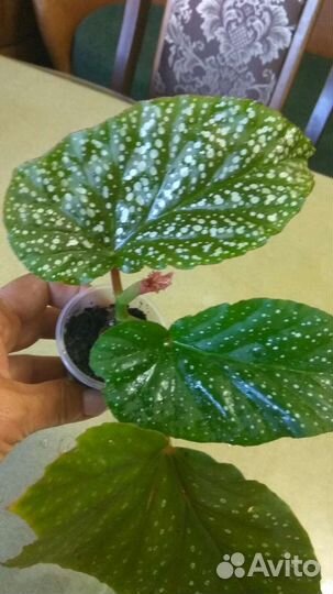 Бегонии и Пеперомии