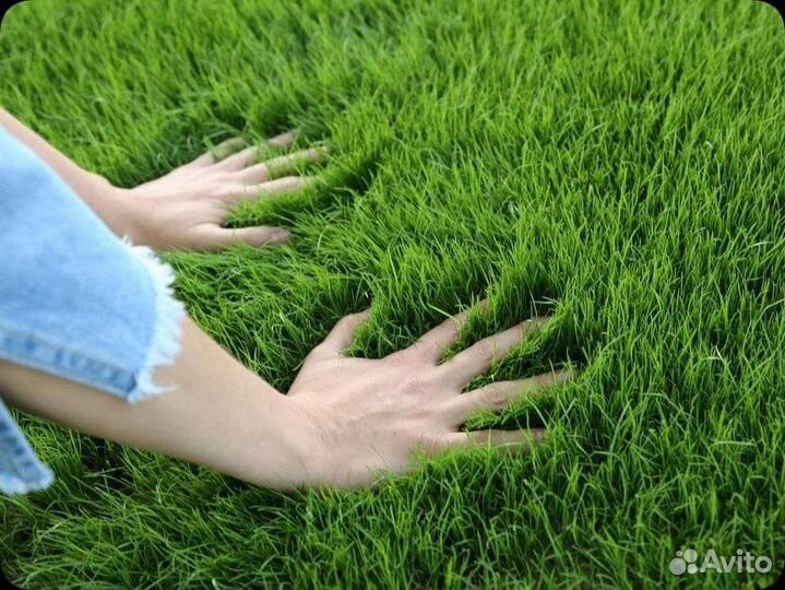 Семена газонной травы есо 5 кг