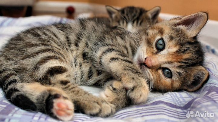 Котята 2 месяца полосатики в дар