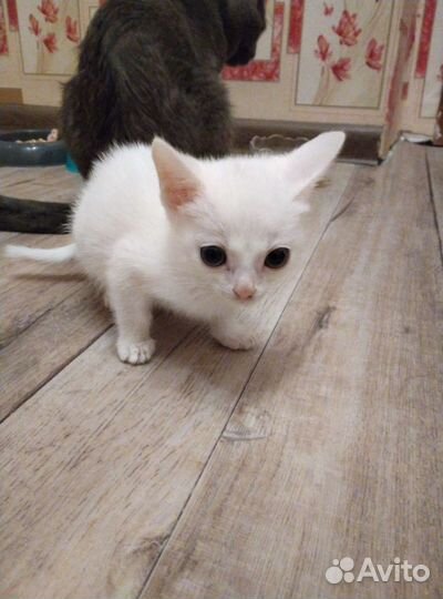 Белый котенок бесплатно
