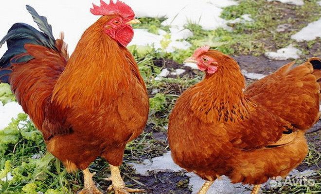 Куры-несушки