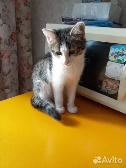 Котенок мальчик