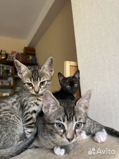 Полу-Бенгальские котята