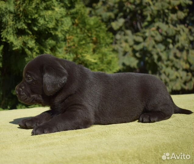 Щенки лабрадора