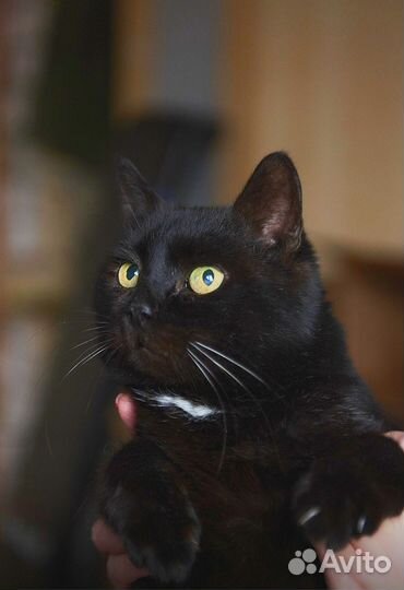 Шикарный Парень Котофей