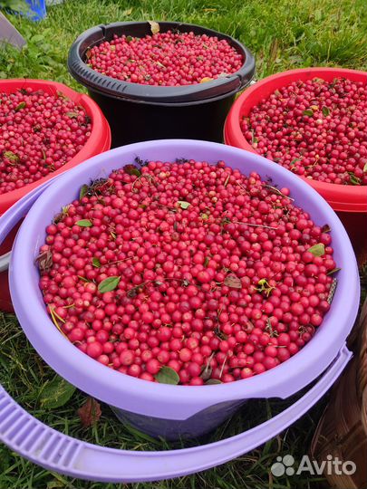 Брусника свежая в наличии с доставкой на дом