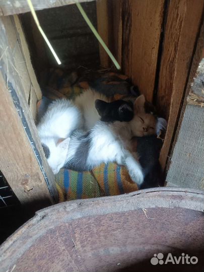 Котята в добрые руки