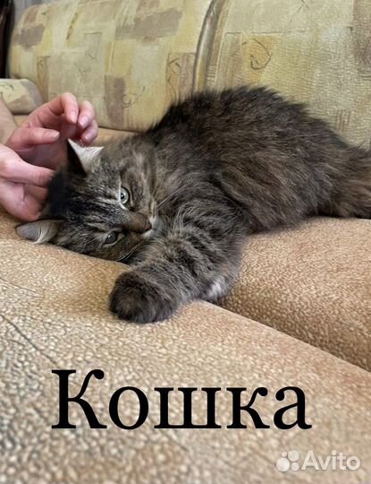 Великолепная мурчалка в добрые руки