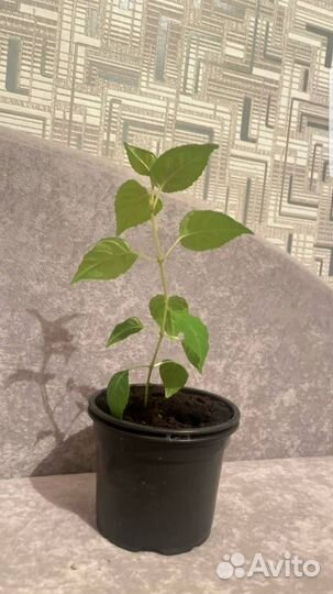 Комнатные цветы фуксия