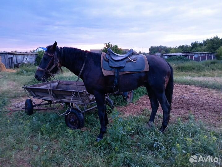 5лет жеребец спокойный откормленный