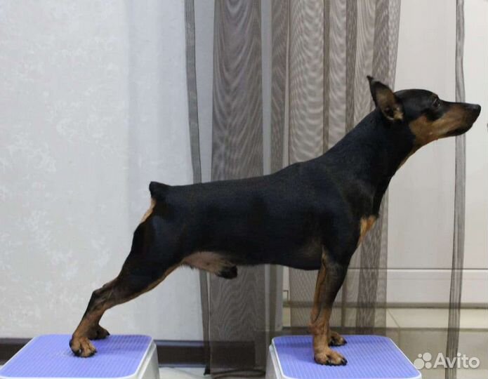 Цвергпинчер вязка