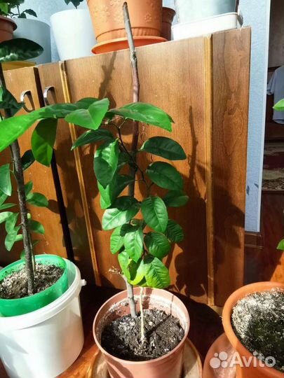 Мандариновое дерево