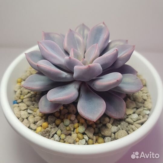 Суккуленты