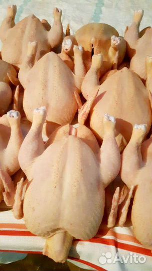 Куры бройлеры