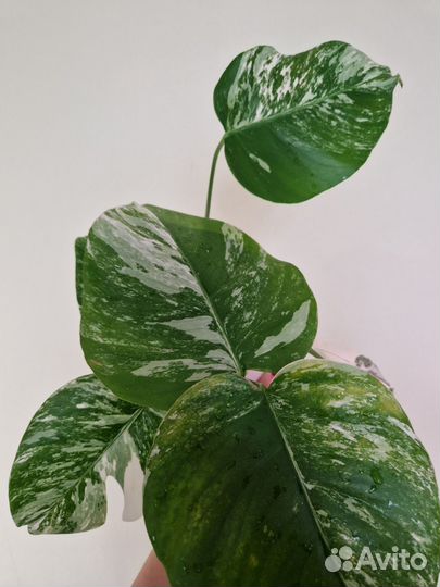 Монстера вариегатная Альба черенки