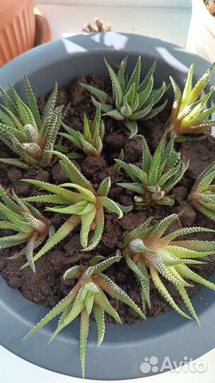 Суккуленты хавортия