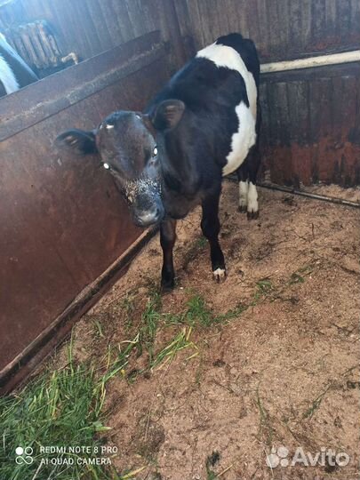 Быки, телочка