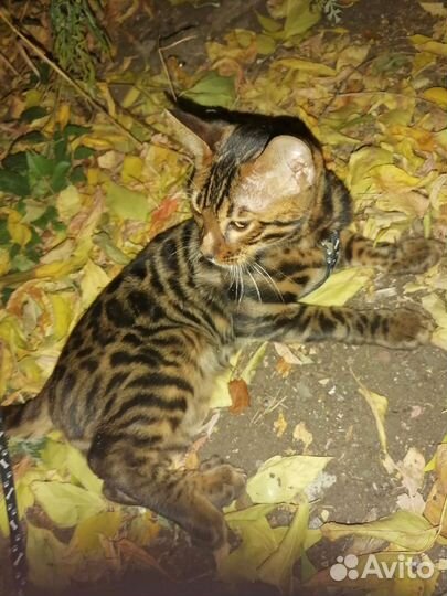 Бенгальский кот на вязку