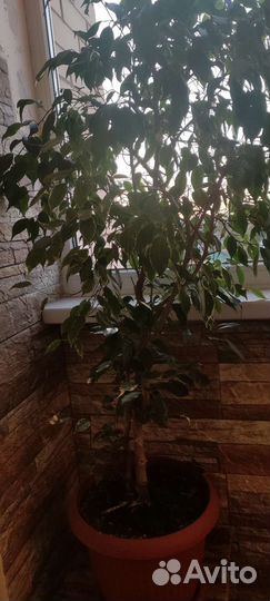 Фикус бенджамина