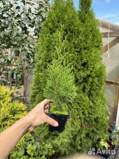 Саженцы Туи в горшках
