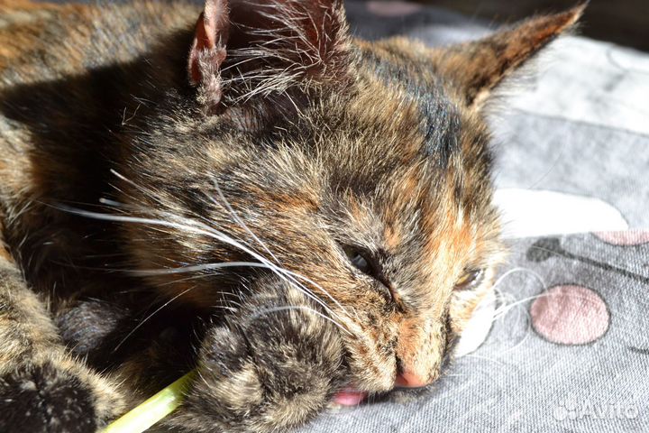 Котёнок ищет дом