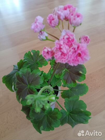 Пеларгония герань Шведка