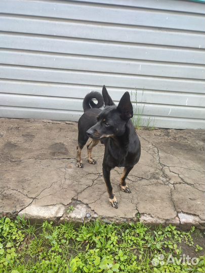 Домашние животные бесплатно собаки