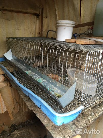 Клетки для перепелов