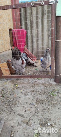 Маран,Амераукан,Фавероль