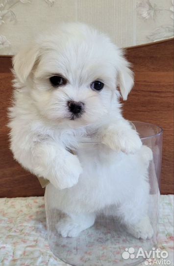 Мальтезе мини мальчик