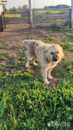 Кавказская овчарка