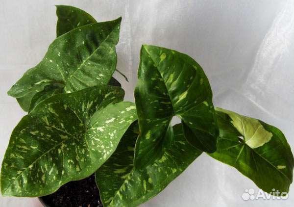 Сингониумы разные