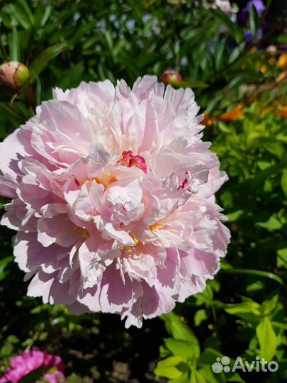 Пионы сортовые саженцы