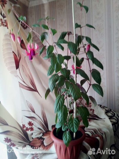 Фуксия, герань душистая