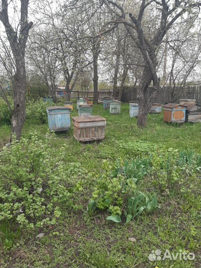 Пчелосемьи с ульями