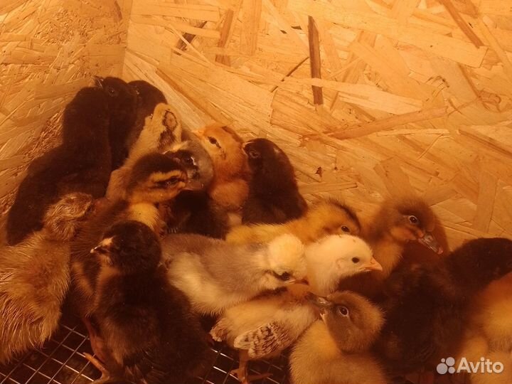 Цыплята микс,утята,петух Павловловское Золото